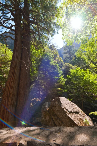 Photo of two trees in Yosemite — Stock Photo, Image
