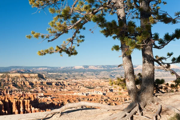 Two trees against the Bryce Amphitheater — Stock Photo, Image