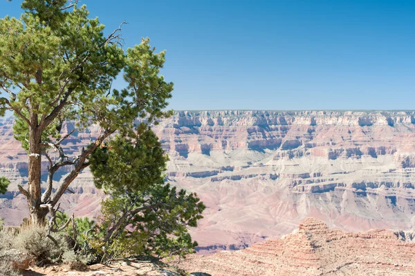 Grand canyon karşı ağacı — Stok fotoğraf