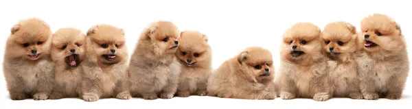 Девять померанских щенков — стоковое фото