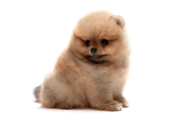 Pomeranian spitz cachorro —  Fotos de Stock