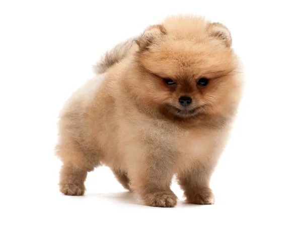 Pequeno cachorrinho de spitz pomerano — Fotografia de Stock