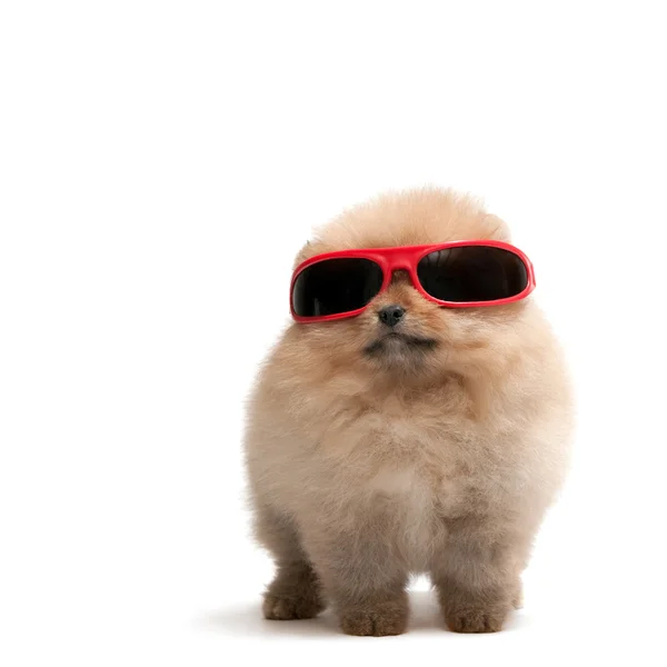 Pomeranian spitz röda solglasögon — Stockfoto