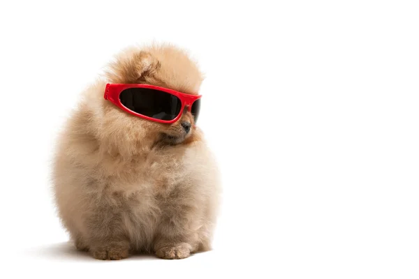Pomeranian spitz σε κόκκινα γυαλιά ηλίου — Φωτογραφία Αρχείου