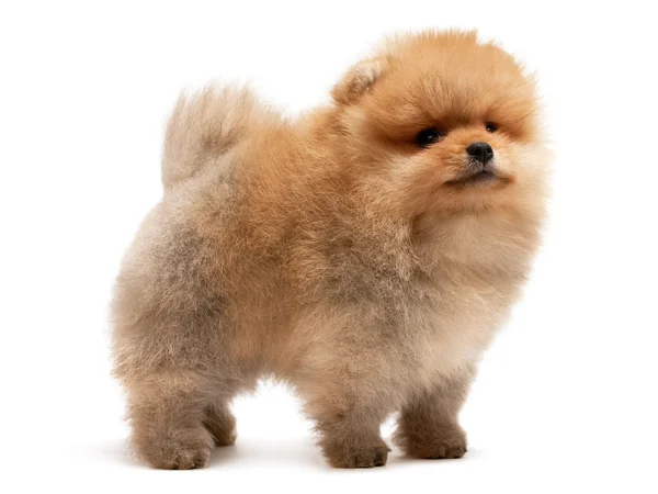 Pomeranian spitz cachorro de pie —  Fotos de Stock