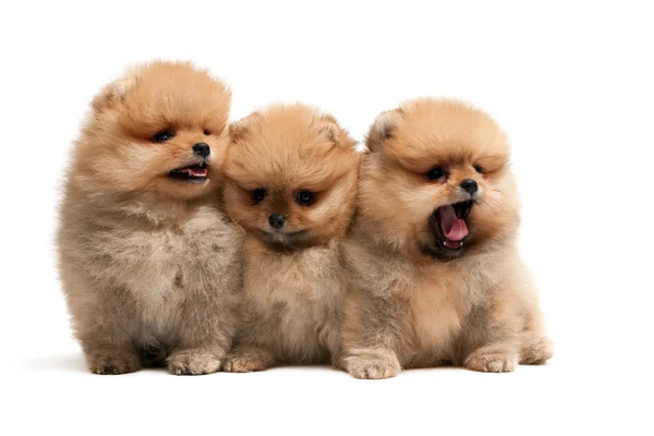 Drie Pommeren spitz pups — Stockfoto