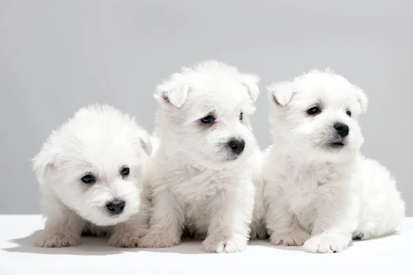 Tre cuccioli bianchi che riposano insieme — Foto Stock