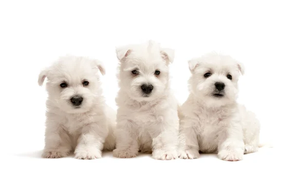Três filhotes de cachorro terrier branco planalto oeste — Fotografia de Stock