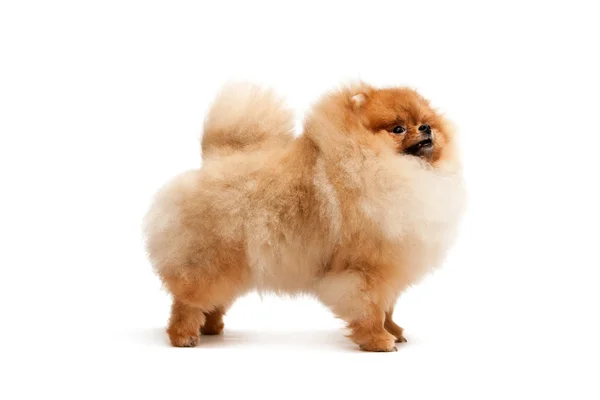 Pomeranian spitz ayakta — Stok fotoğraf