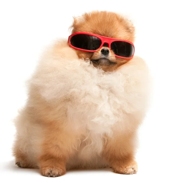 Pomeranian spitz valp i röda solglasögon — Stockfoto