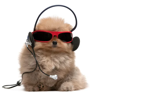 Pomeranian spitz en gafas de sol rojas y auriculares —  Fotos de Stock