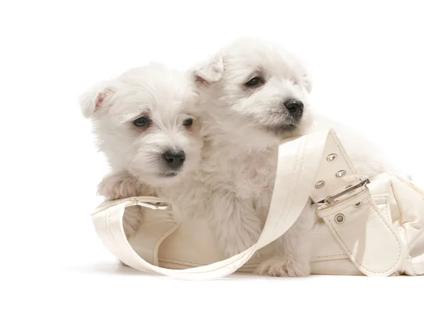 Twee witte puppies rusten in de tas — Stockfoto