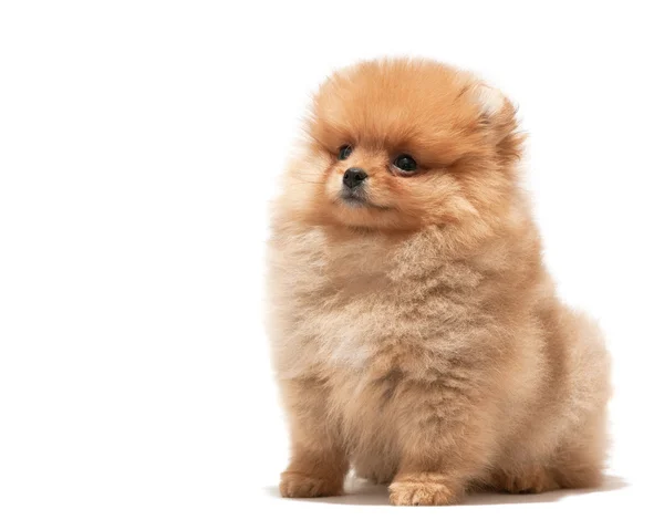 Little orange puppy — Stock Photo, Image