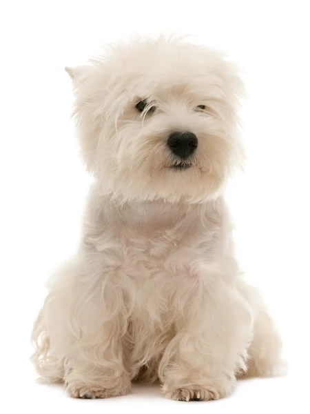 Chiot West Highland White Terrier — Photo