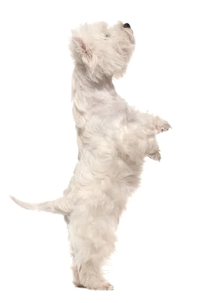 West Highland terrier bianco sulle zampe posteriori — Foto Stock
