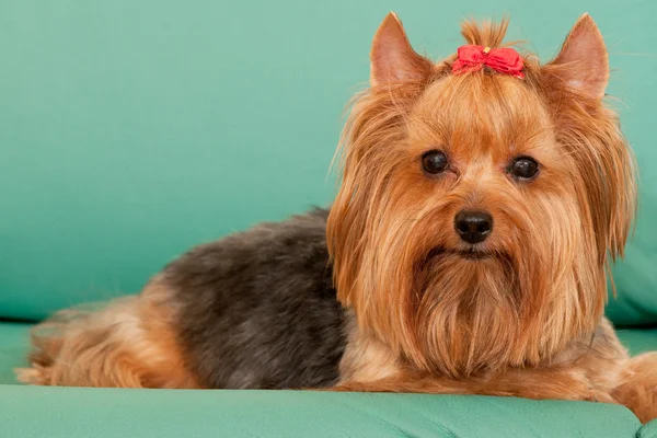Yorkie with a red ribbon — Stock Photo, Image