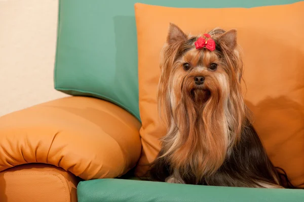 在沙发上的迷人约克夏犬 — 图库照片