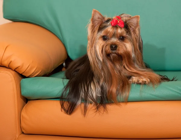约克夏犬在沙发上 — 图库照片