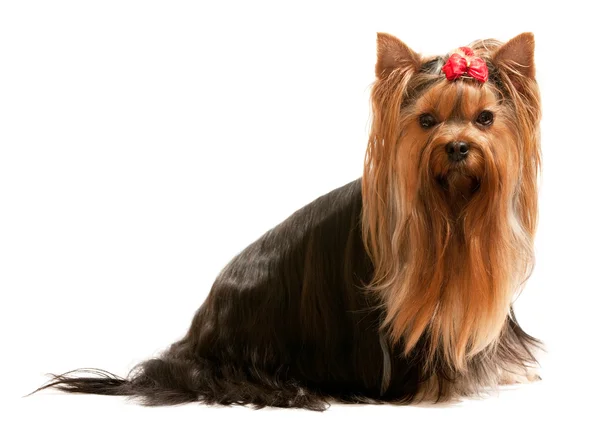 Young yorkie on the white — Stock Photo, Image