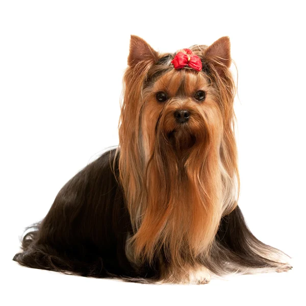 Portret van een charmante yorkshire terrier — Stockfoto