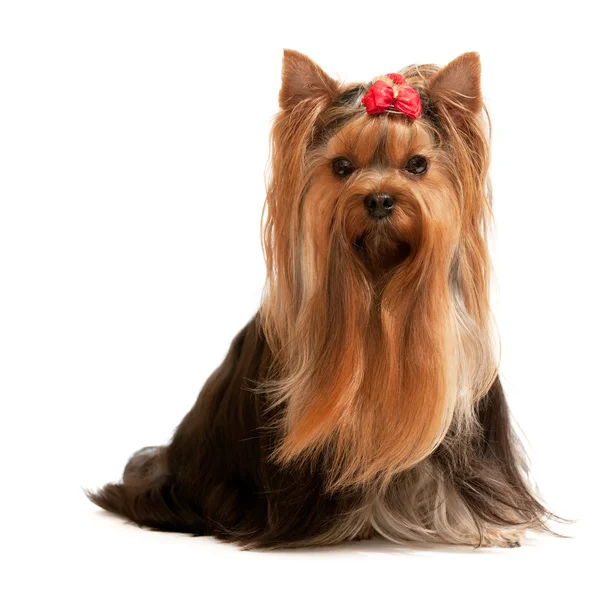 Portrait of a charming yorkshire terrier on the white — Stock Photo, Image