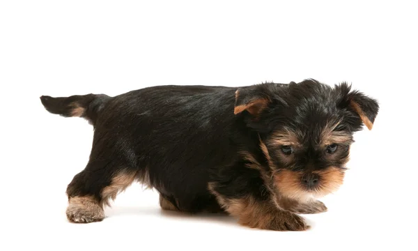 Kleine yorkshire terriër puppy — Stockfoto