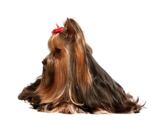Charming yorkshire terrier — Stock Photo, Image