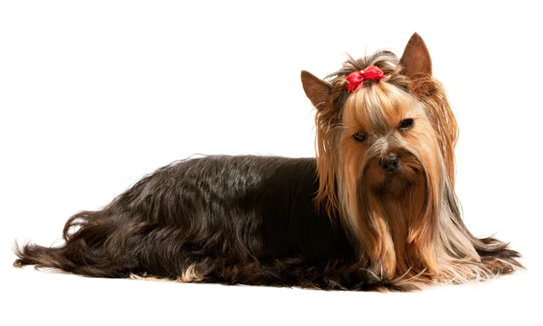 Nyugalmi yorkshire terrier — Stock Fotó