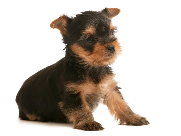 Yorkshire terrier little puppy — Stock Photo, Image