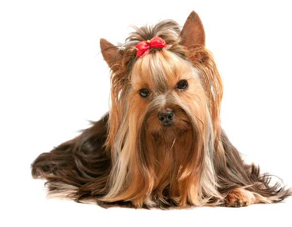 Charming yorkie on the white Stock Image