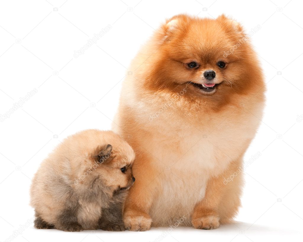 Pomeranian spitz and his puppy