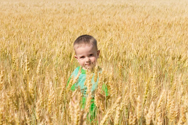 stock image Toddler in the field of wheat