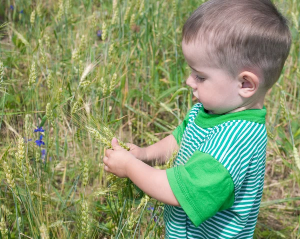 Thoughtful toddler in the field of wheat — Stock Photo, Image