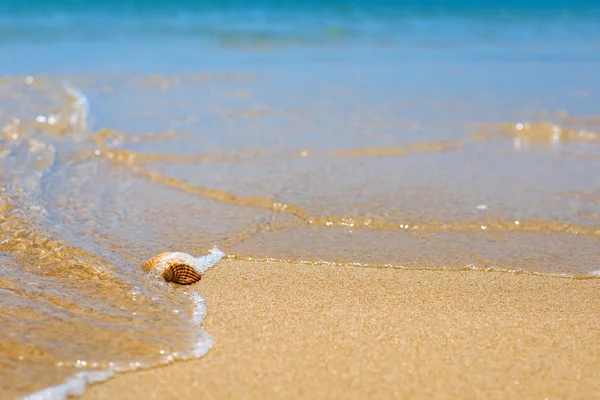 Stock image Sea shell on the yellow sandy beach