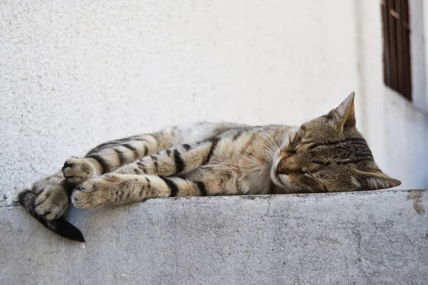 stock image Cute kittens sleeping on the wall of the house