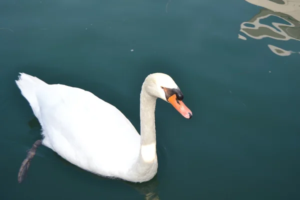 stock image Swan swimming