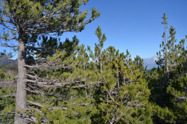 Etna