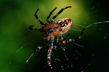 Garden spider clipart