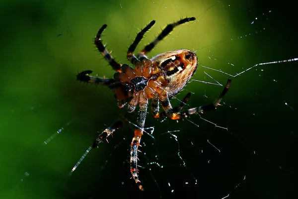 花园蜘蛛 — 图库照片