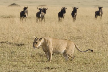 dişi aslan sınırlarını önünde bazı wildebeest masai mara, işaretler.