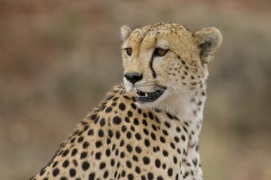 Male cheetah peers across the plains of the Masai Mara. clipart
