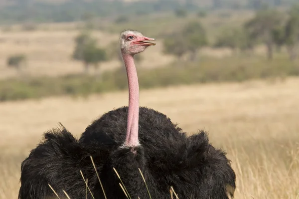Male ostrich in the Masai Mara in Kenya. — Stock Photo, Image