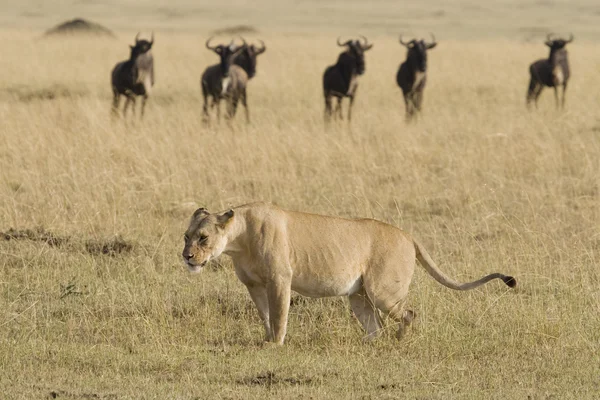 stock image Lioness marks her territory in front of some wildebeest in the Masai Mara.