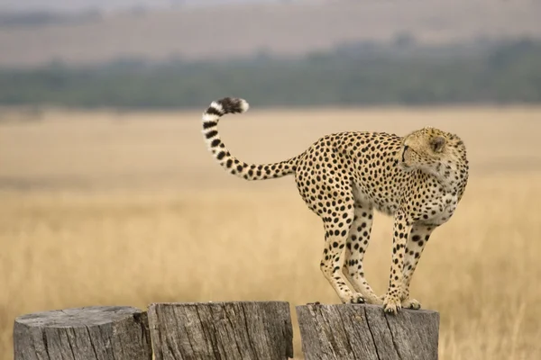 Een cheetah speelt op sommige boomstammen in de masai mara — Stockfoto