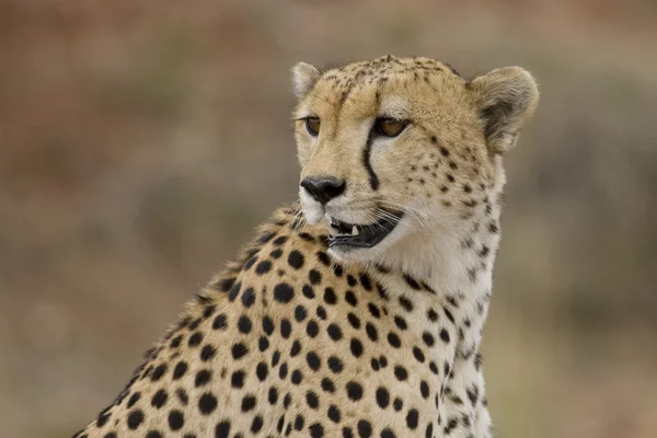 Male cheetah peers across the plains of the Masai Mara. — Stock Photo, Image