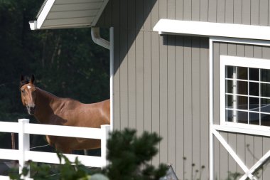 A beautiful horse near a traditional barn. clipart