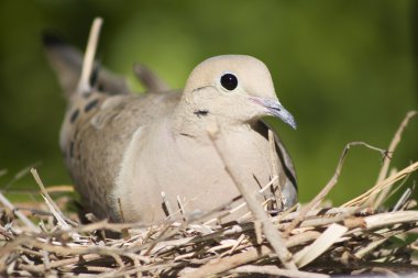 A female mourning dove sits on her nest in Southern California. clipart