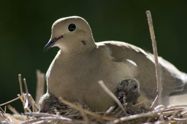 A female bird sits on her nest with her babies. clipart