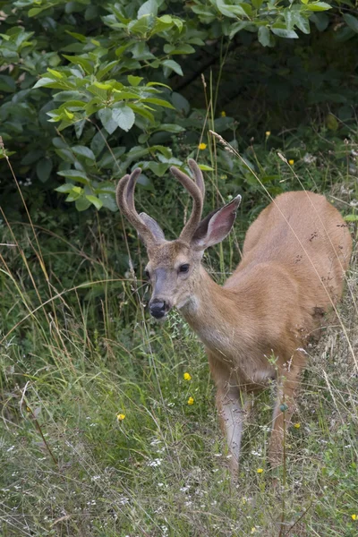 stock image A male black-tailed deer feeding in the forests of Oregon