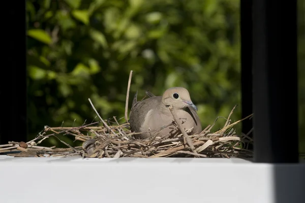 Una colomba in lutto femminile siede sul suo nido nel sud della California . — Foto Stock